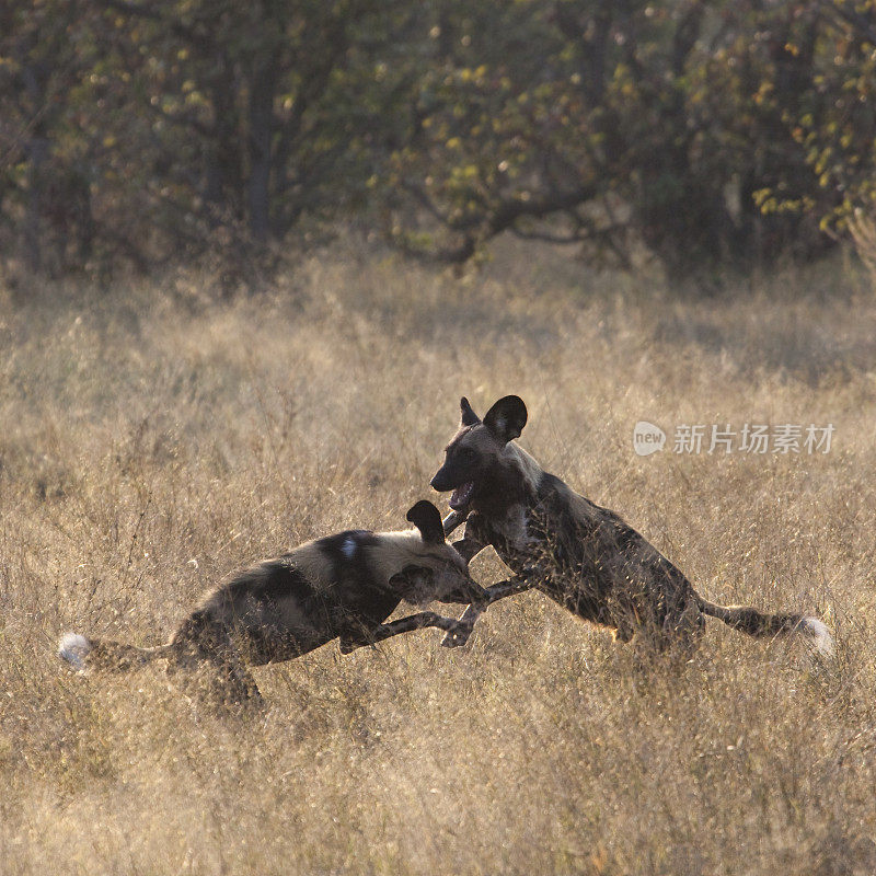 两只非洲野狗(Lycaon pictus)在玩耍